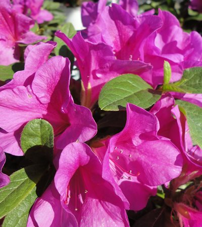 Azalea Bloom-A-Thon® Lavender